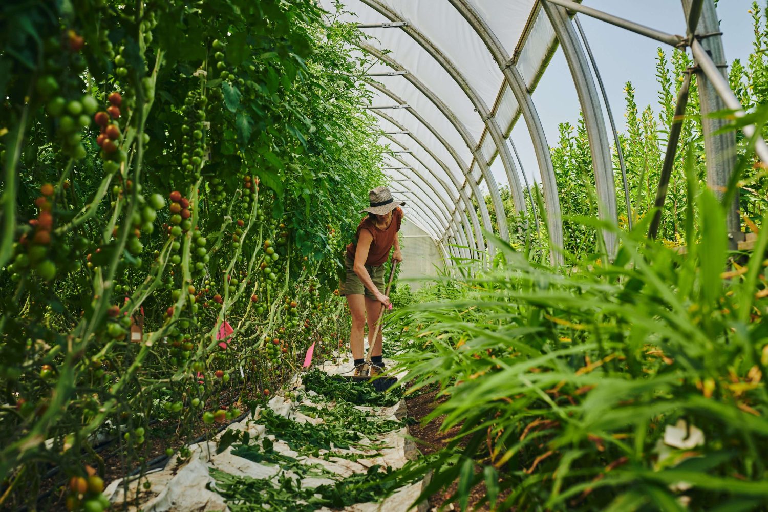 découvrez les bases essentielles pour réussir votre ferme et assurer son succès durable grâce à nos conseils pratiques et adaptés.